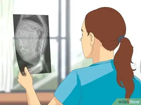 Imagen titulada Tell if a Goat Is Pregnant Step 17