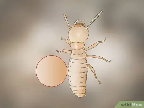 Imagen titulada Identify Termite Larvae Step 2