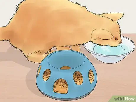 Imagen titulada Treat Feline Regurgitation Step 2