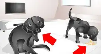 aplicar Advantix en perros
