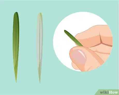 Imagen titulada Identify Rosemary Step 7