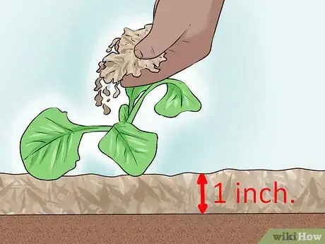 Imagen titulada Plant Cabbage Step 10