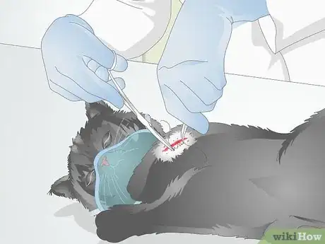Imagen titulada Treat Fractures in Cats Step 7