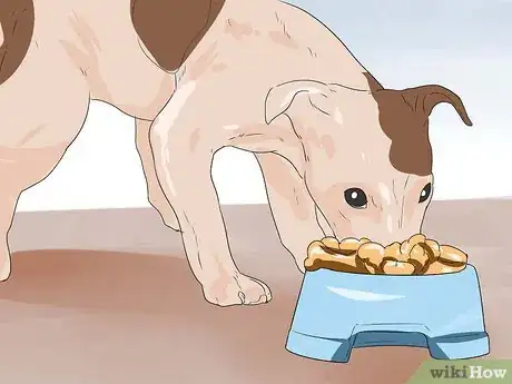 Imagen titulada Keep a Jack Russell Terrier Happy Step 16