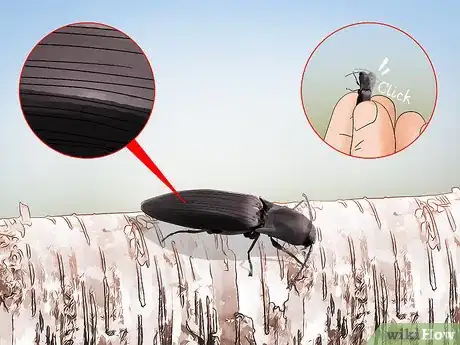 Imagen titulada Identify Beetles Step 8