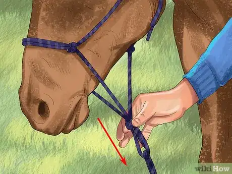 Imagen titulada Bond With Your Horse Using Natural Horsemanship Step 9