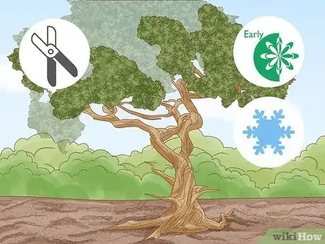 Imagen titulada Prune a Juniper Tree Step 1