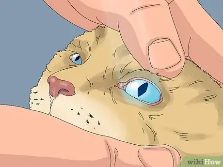 Imagen titulada Treat Watery Eyes in Cats Step 4