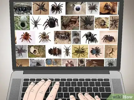 Imagen titulada Identify a Trapdoor Spider Step 5