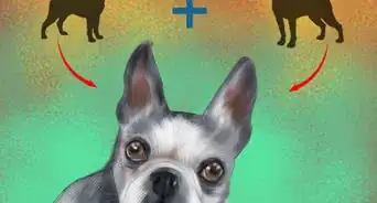 diagnosticar problemas oftalmológicos en los perros Boston terrier