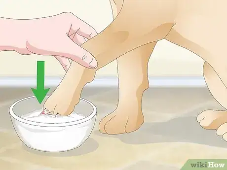 Imagen titulada Stop a Quick from Bleeding Step 7