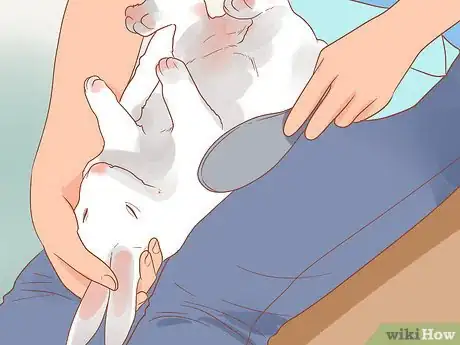 Imagen titulada Stop a Rabbit from Smelling Step 2