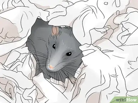 Imagen titulada Breed Rats Step 11