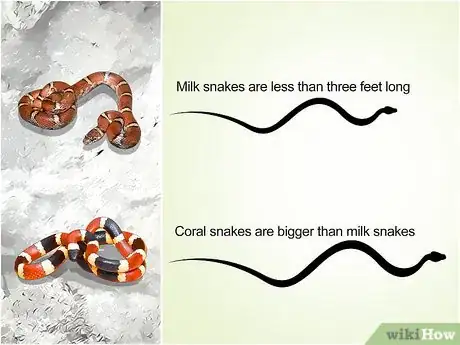 Imagen titulada Tell the Difference Between a Milk Snake and a Coral Snake Step 4