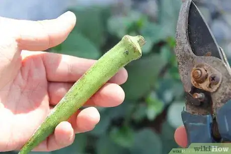 Imagen titulada Dry Okra Seeds Step 1