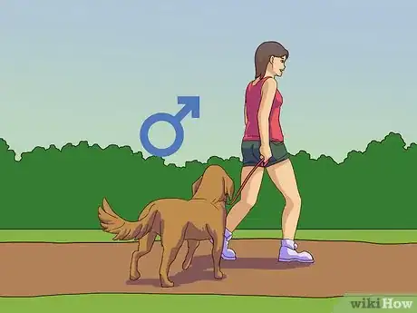 Imagen titulada Calm a Male Dog when a Female Is in Heat Step 7