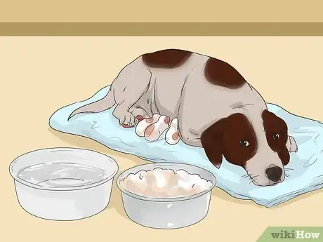 Imagen titulada Exercise a Mother Dog Step 8