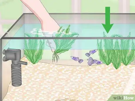 Imagen titulada Lower Your Nitrate_Nitrite Levels in Your Fish Tank Step 7