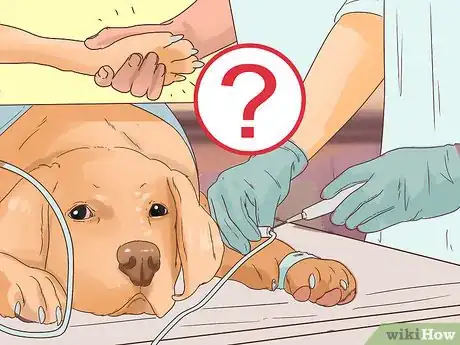 Imagen titulada Determine if You Should Euthanize Your Dog Step 13