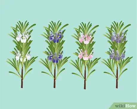 Imagen titulada Identify Rosemary Step 9