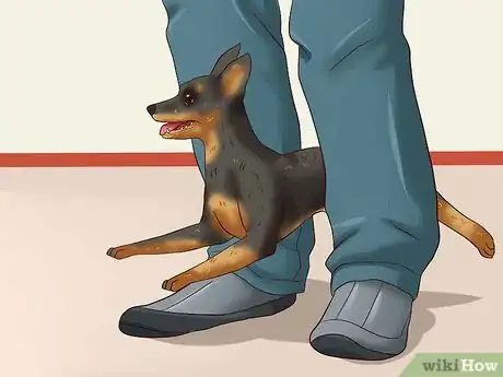Imagen titulada Care for a Miniature Pinscher Step 4