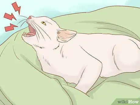 Imagen titulada Tell if a Cat Still Has Kittens Inside Step 2