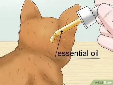 Imagen titulada Calm Your Cat with Aromatherapy Step 16