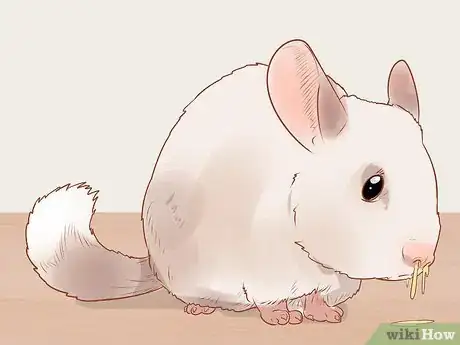 Imagen titulada Spot Signs of Illness in Chinchillas Step 2