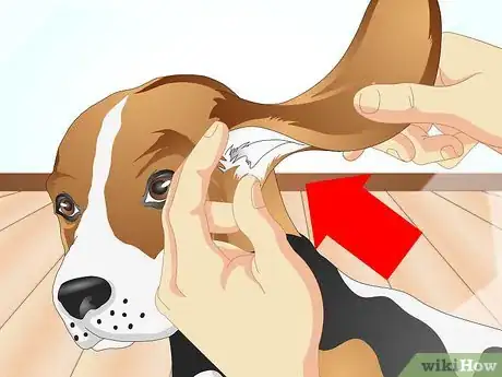 Imagen titulada Determine if Your Dog Has Food Allergies Step 2
