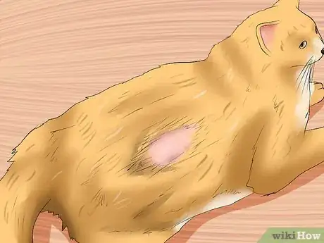 Imagen titulada Spot the Signs of Cat Abuse Step 3