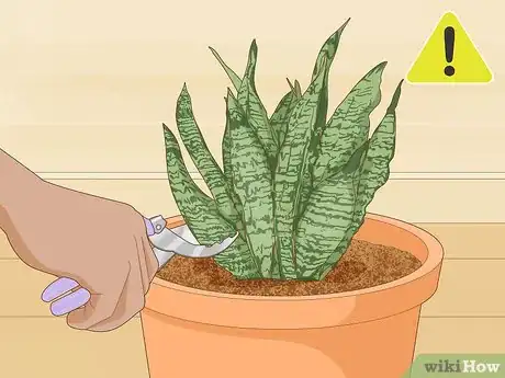 Imagen titulada Care for a Sansevieria or Snake Plant Step 12