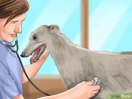 Imagen titulada Care for an Italian Greyhound Step 9