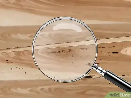 Imagen titulada Identify Termite Larvae Step 5