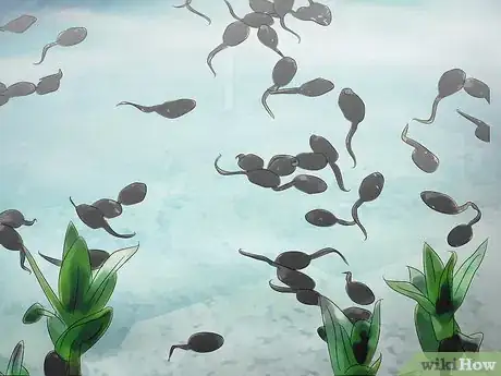 Imagen titulada Get Rid of Algae in Ponds Step 5