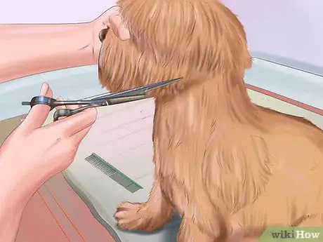 Imagen titulada Groom a Dog Step 5