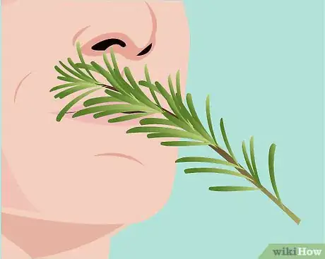 Imagen titulada Identify Rosemary Step 8