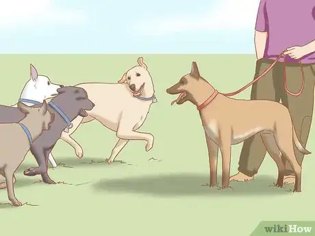 Imagen titulada Care for a Belgian Malinois Step 5