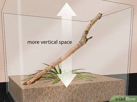 Imagen titulada Take Care of a Katydid Insect Step 4
