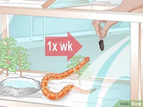 Imagen titulada Feed a Corn Snake Step 3