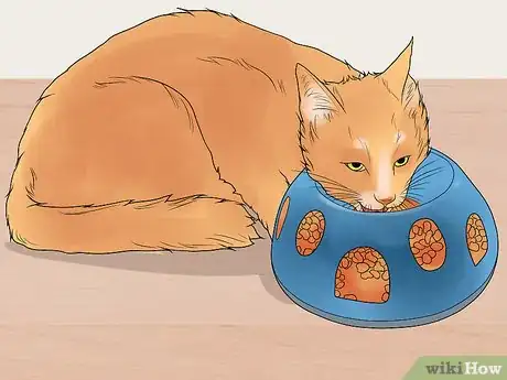 Imagen titulada Treat Feline Regurgitation Step 1
