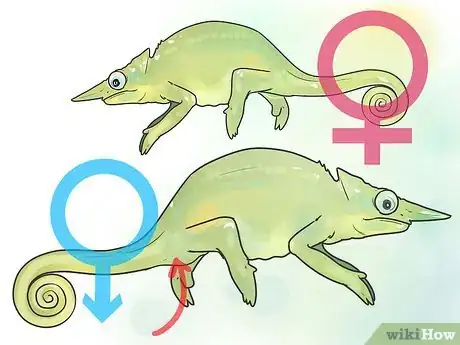 Imagen titulada Tell if a Chameleon Is Male or Female Step 9