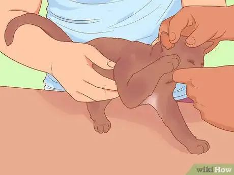 Imagen titulada Pick Up a Kitten Step 12