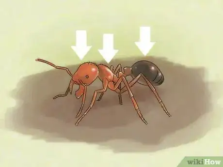 Imagen titulada Identify Ants Step 6