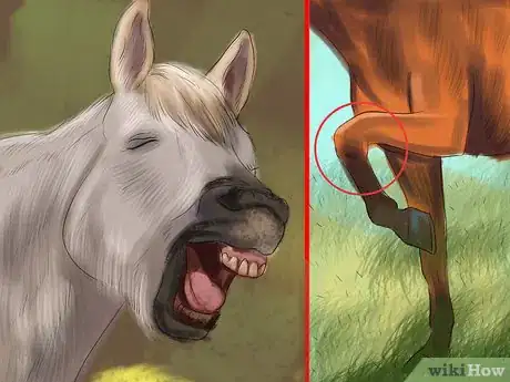 Imagen titulada Bond With Your Horse Using Natural Horsemanship Step 1