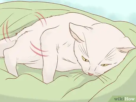 Imagen titulada Tell if a Cat Still Has Kittens Inside Step 3