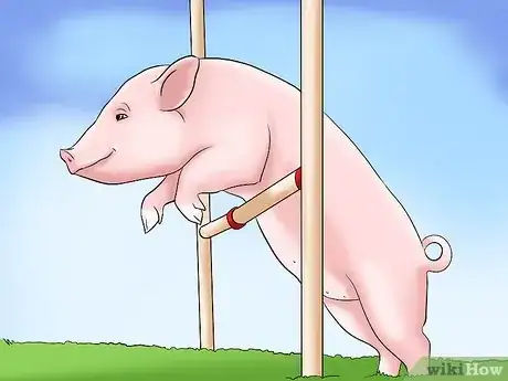 Imagen titulada Show Your Pigs Step 6