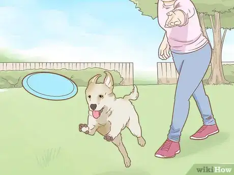 Imagen titulada Train Your Service Dog Without a Professional Trainer Step 12