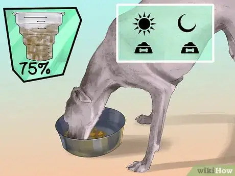 Imagen titulada Care for an Italian Greyhound Step 6
