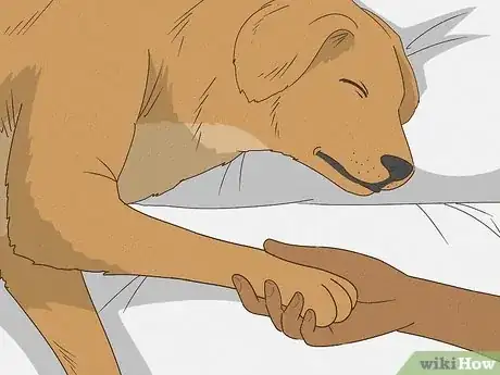 Imagen titulada Wrap a Dog Paw Step 4