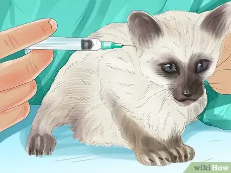 Imagen titulada Identify Lumps on Your Cat Step 3